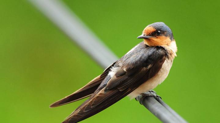 Bird On Metal Rod And Green Background